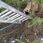 20-09-2020 - Tierrettung: Katze auf Baum