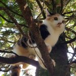 20-09-2020 - Tierrettung: Katze auf Baum