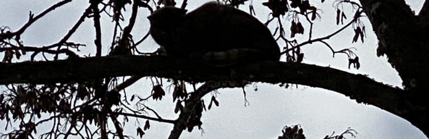 Tierrettung: Katze auf Baum